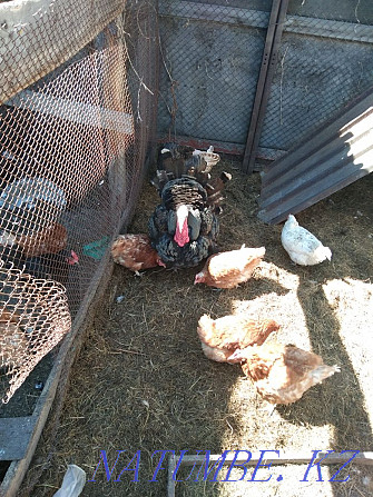 I sell turkey eggs for incubation Abay - photo 1