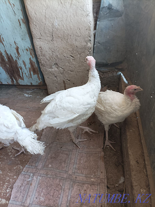 Turkey Hybrid convector 3 isles? satylads Кайтпас - photo 4