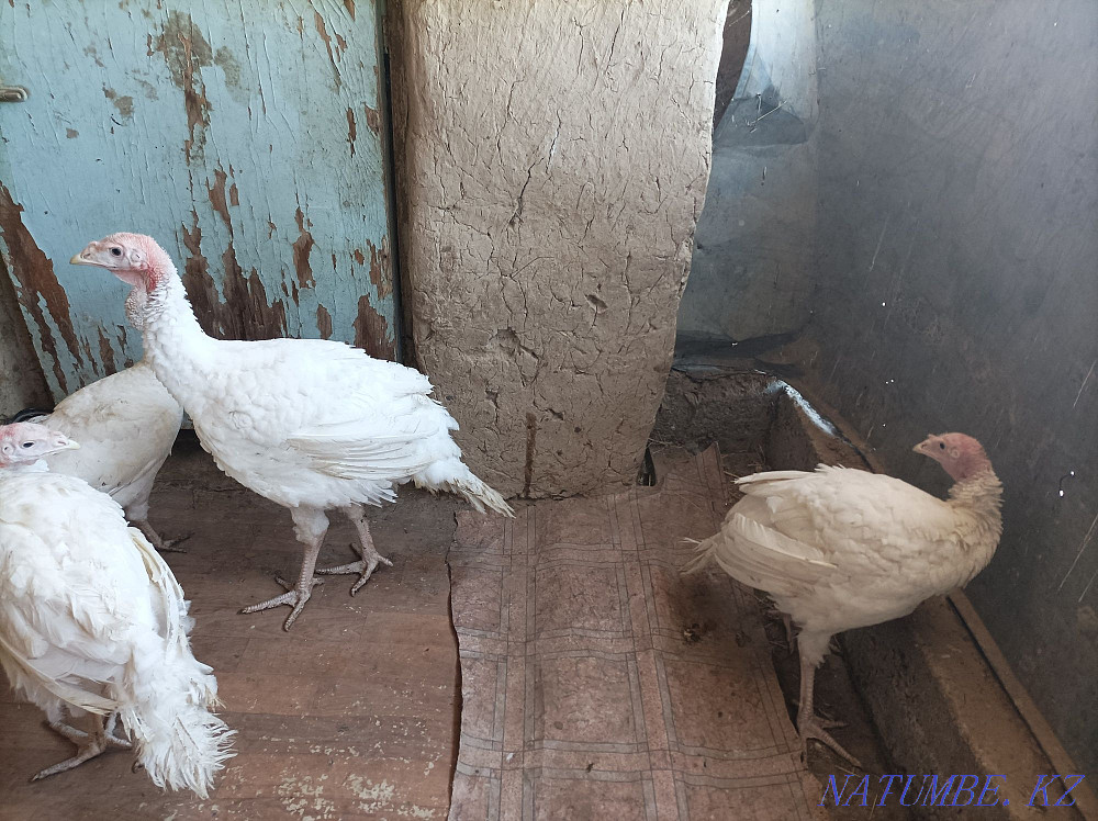 Turkey Hybrid convector 3 isles? satylads Кайтпас - photo 2