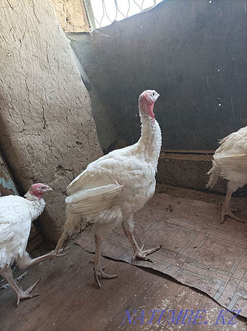 Turkey Hybrid convector 3 isles? satylads Кайтпас - photo 3