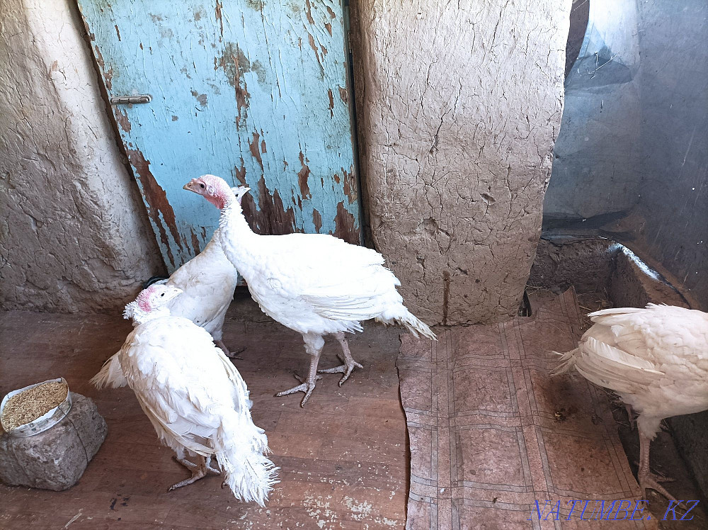 Turkey Hybrid convector 3 isles? satylads Кайтпас - photo 1