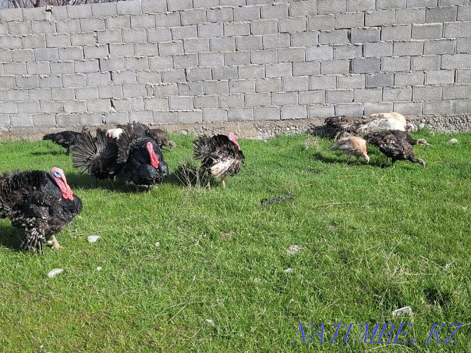 Domestic turkeys ?nd_k Кайтпас - photo 4