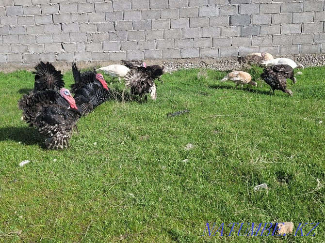 Domestic turkeys ?nd_k Кайтпас - photo 1