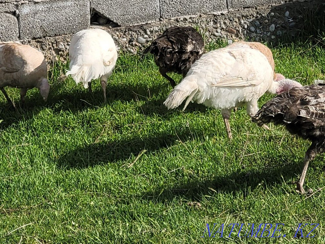 Domestic turkeys ?nd_k Кайтпас - photo 3
