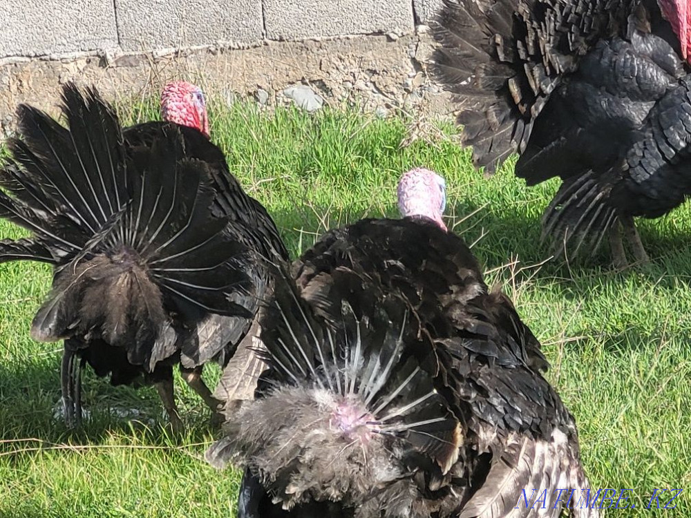 Domestic turkeys ?nd_k Кайтпас - photo 2