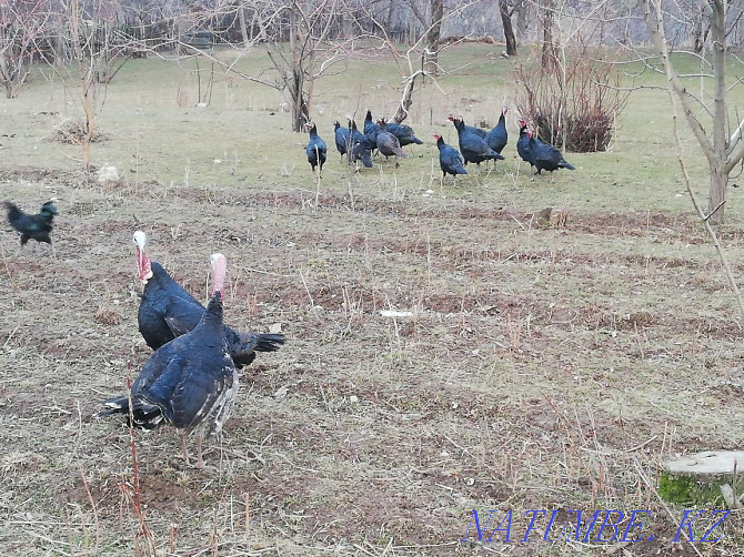 turkey chick..  - photo 3