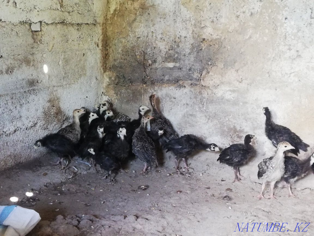 turkey chick..  - photo 1