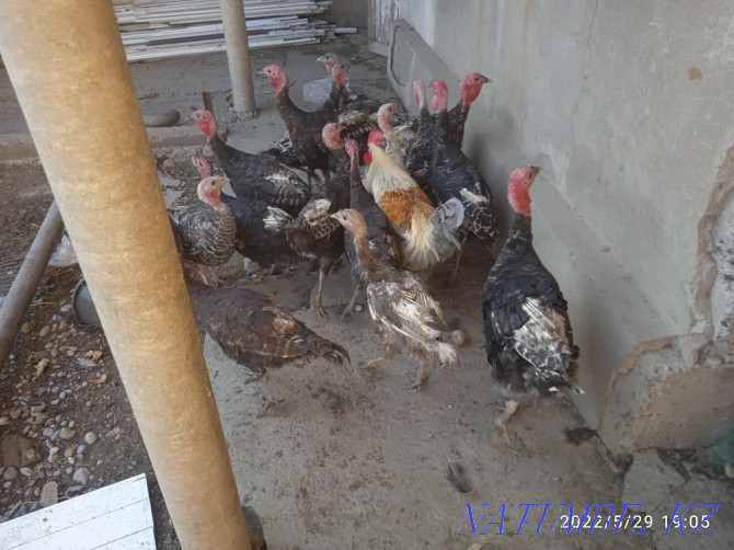 Poultry turkey Shymkent - photo 1