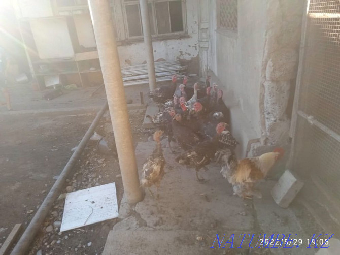 Poultry turkey Shymkent - photo 3