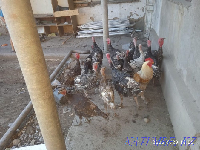 Poultry turkey Shymkent - photo 4