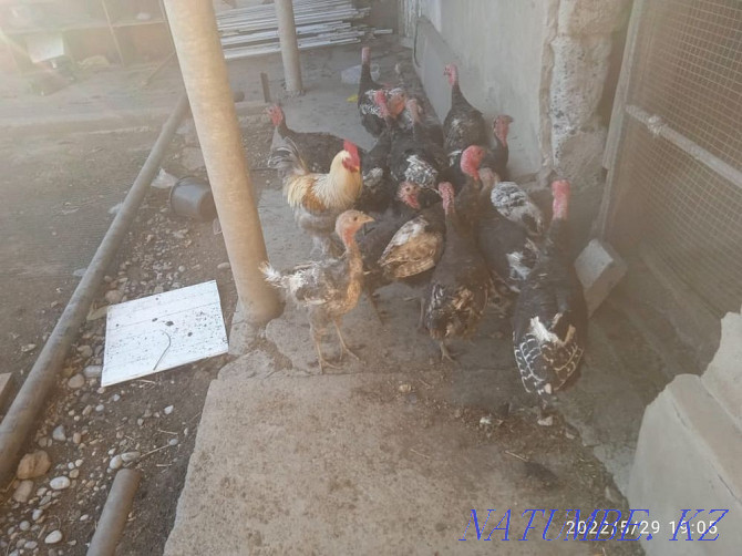 Poultry turkey Shymkent - photo 2