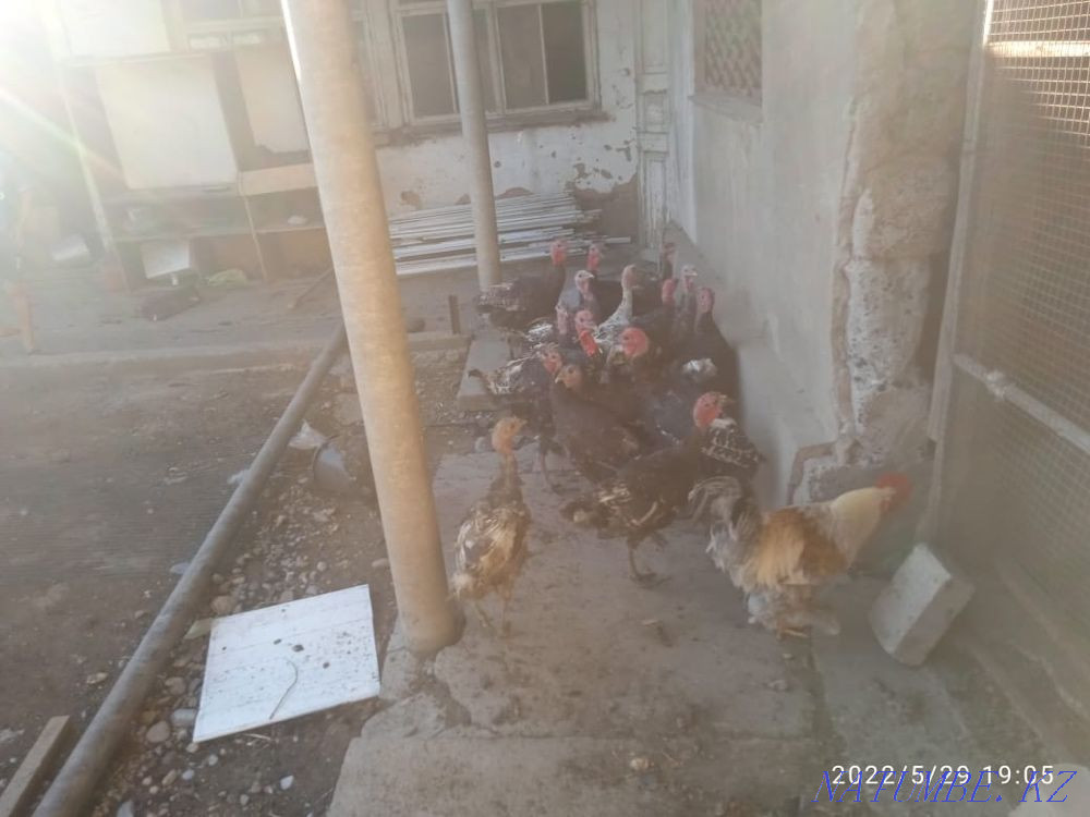 Домашная птица индюк Шымкент - изображение 3