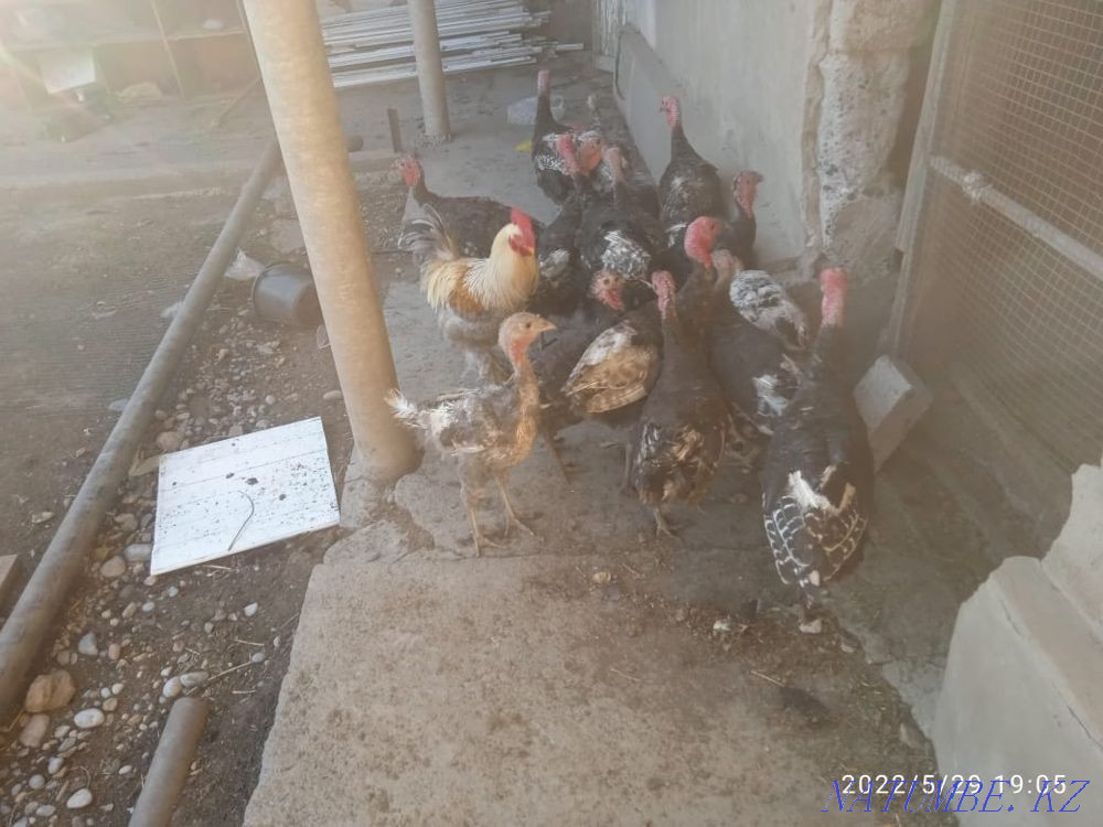 Домашная птица индюк Шымкент - изображение 2