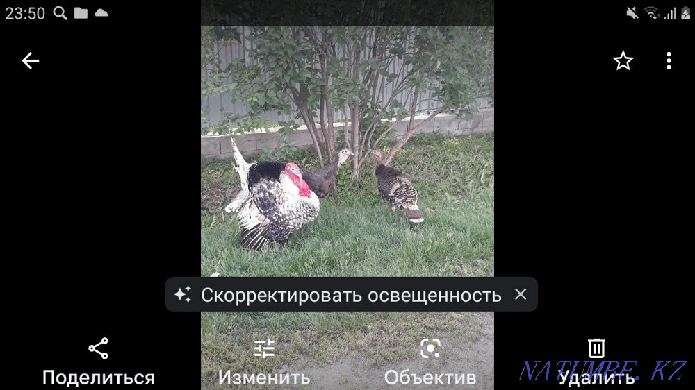 male turkey for sale Чапаево - photo 3