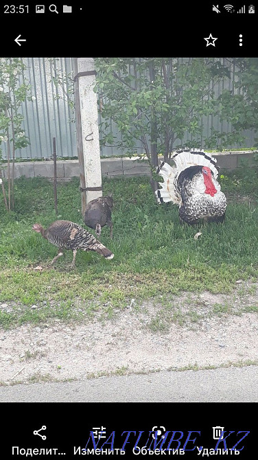 male turkey for sale Чапаево - photo 2
