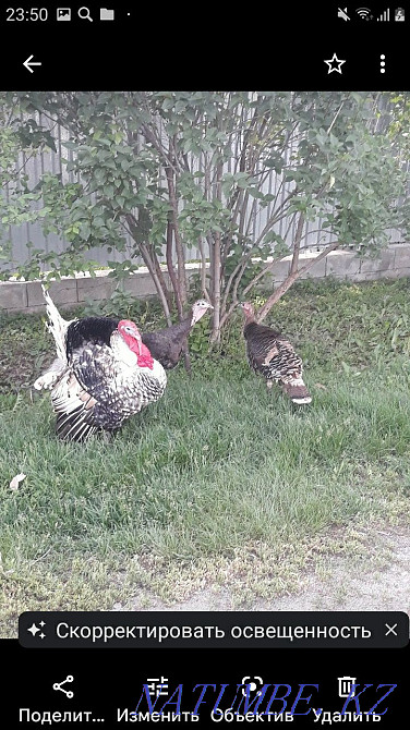 male turkey for sale Чапаево - photo 4