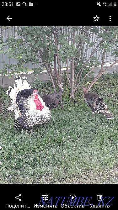 male turkey for sale Чапаево - photo 1