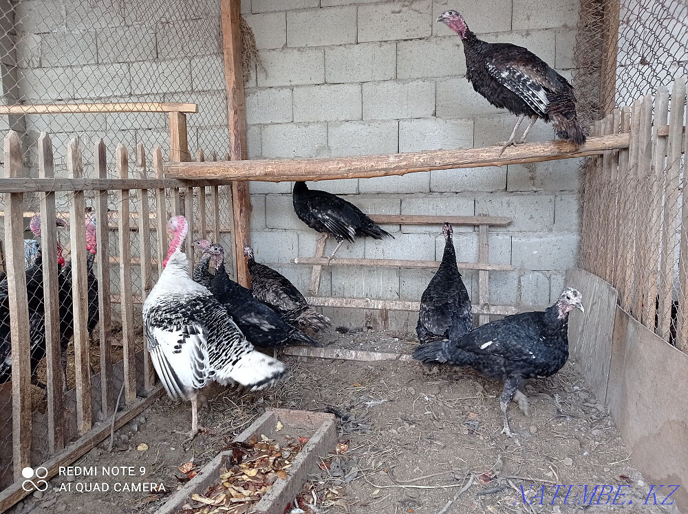 Sell turkeys and turkeys  - photo 3