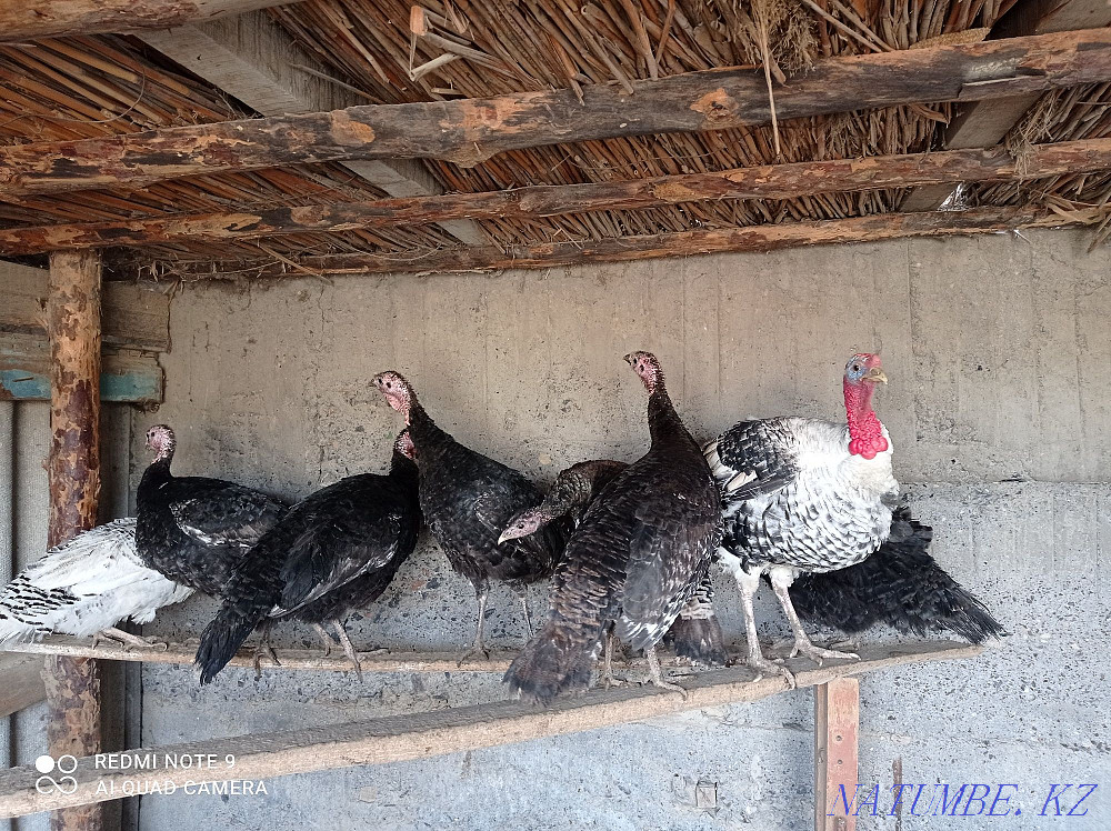 Sell turkeys and turkeys  - photo 2