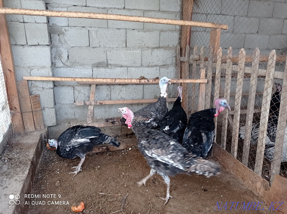 Sell turkeys and turkeys  - photo 4