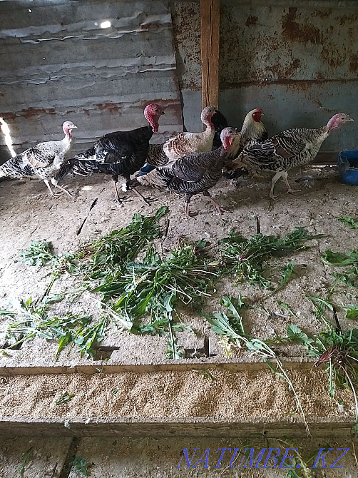 Продаются индюки Усть-Каменогорск - изображение 3