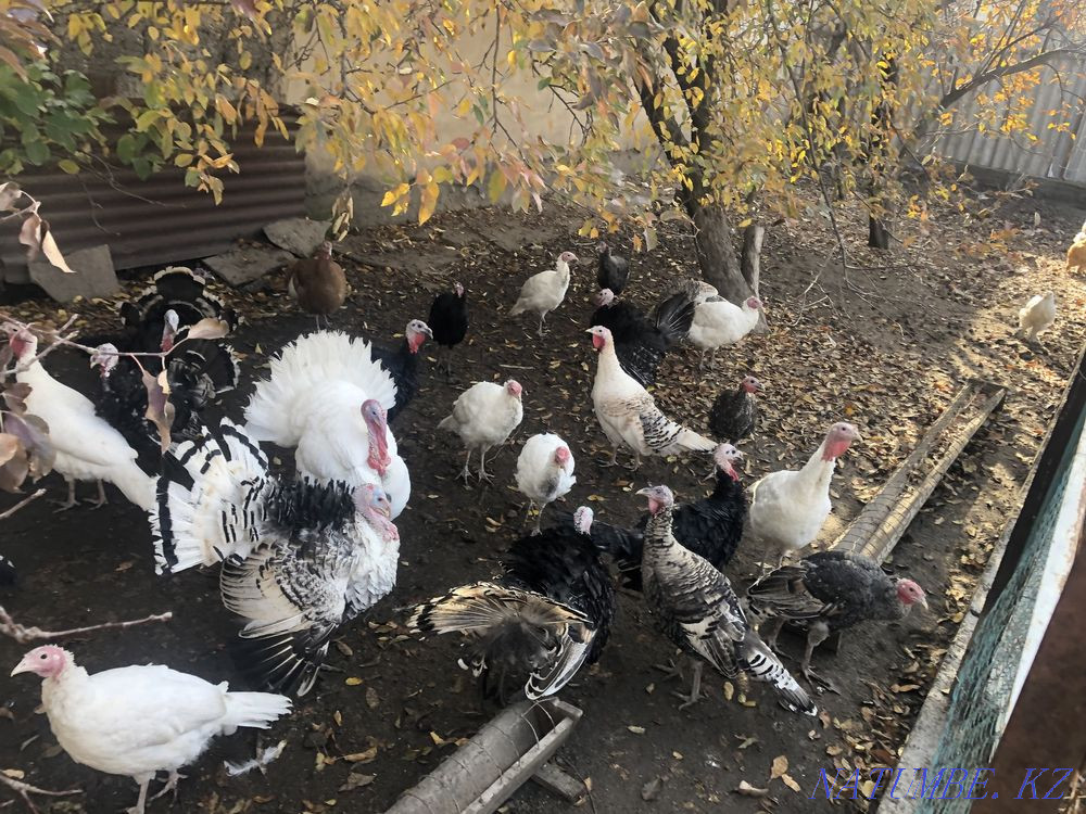 Мясо индюка, 2500 Узынагаш - изображение 1