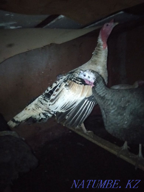 I will sell hens, geese, turkeys, indoutok, quails on meat  - photo 1