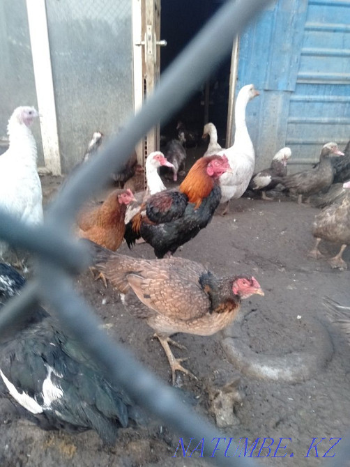 I will sell hens, geese, turkeys, indoutok, quails on meat  - photo 4