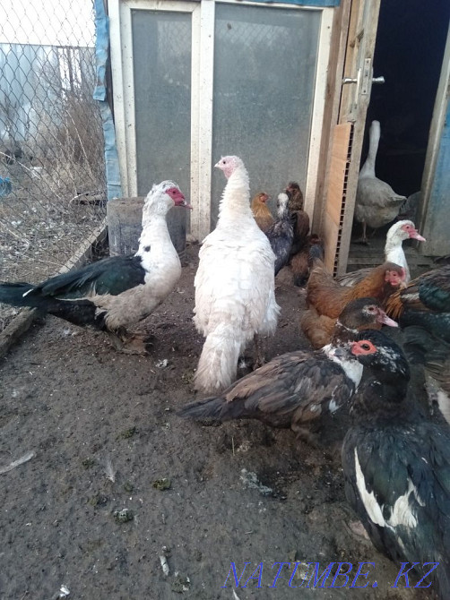 I will sell hens, geese, turkeys, indoutok, quails on meat  - photo 2