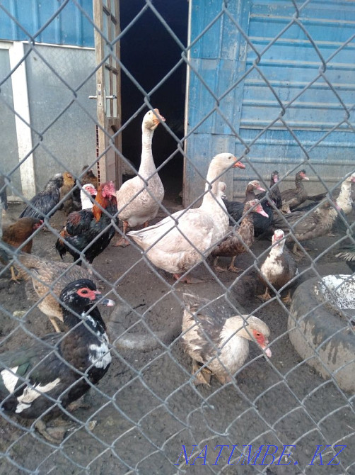 I will sell hens, geese, turkeys, indoutok, quails on meat  - photo 3