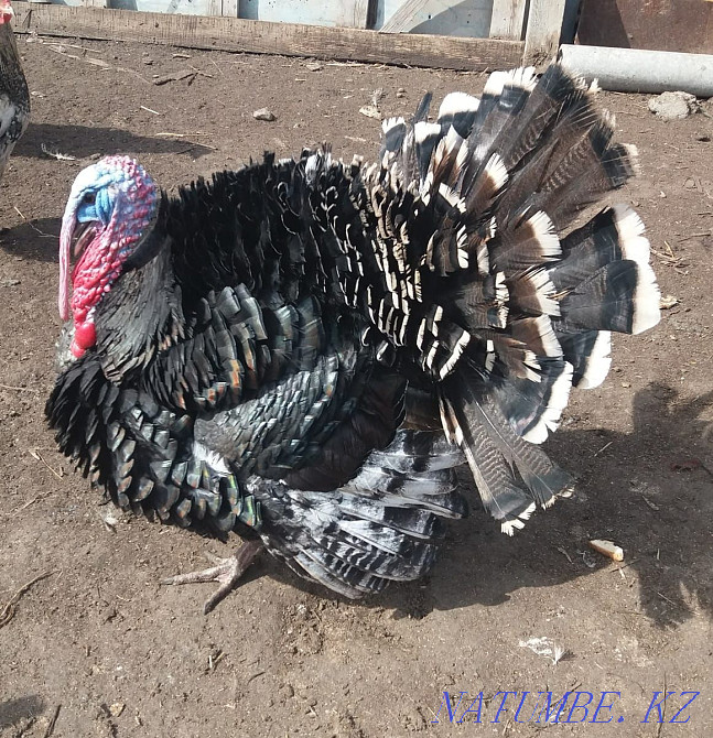 Индюк бронзовый мальчик Павлодар - изображение 2