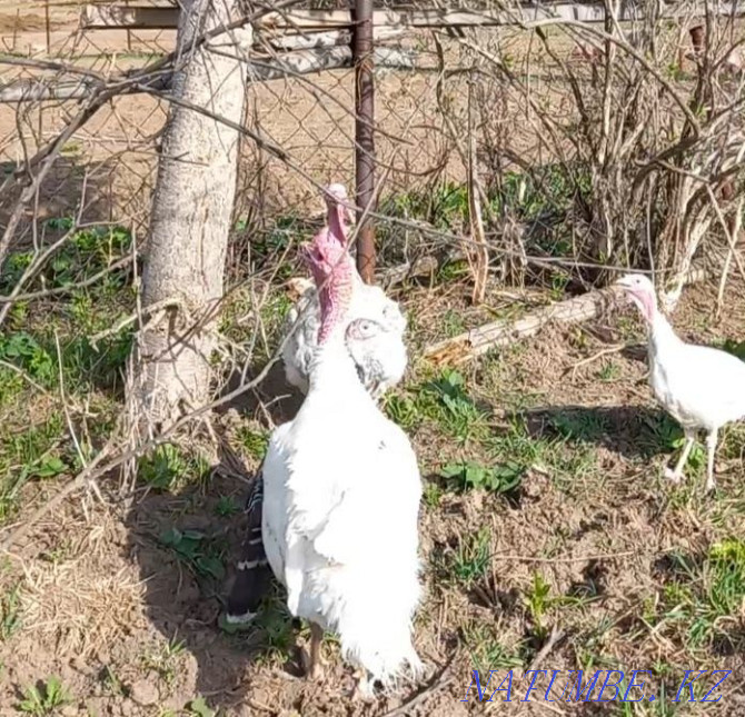 Young turkeys.. Ust-Kamenogorsk - photo 2