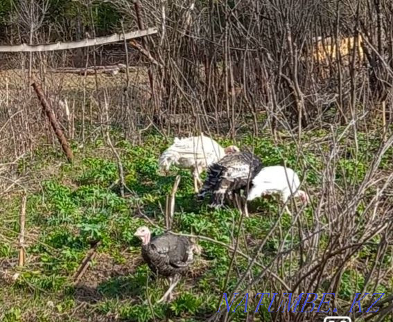 Индюки молодые.. Усть-Каменогорск - изображение 1