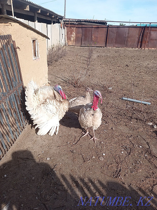 Индюк сатылады етті Актобе - изображение 1