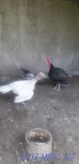 Selling homemade turkeys Мухаметжан Туймебаева - photo 3