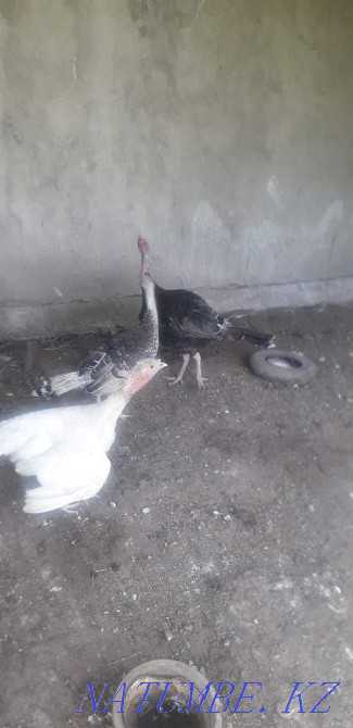 Selling homemade turkeys Мухаметжан Туймебаева - photo 2