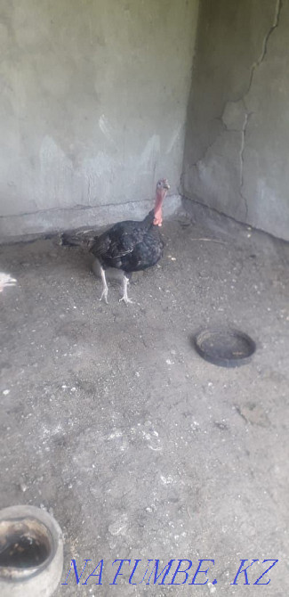 Selling homemade turkeys Мухаметжан Туймебаева - photo 1