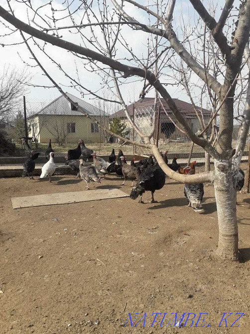 Курке сатылады Индюк сатылады Продается домашняя индейка Шымкент - изображение 3