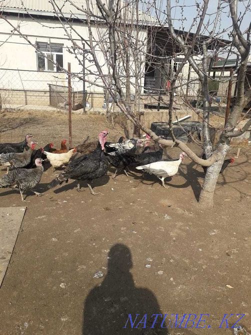 Курке сатылады Индюк сатылады Продается домашняя индейка Шымкент - изображение 2