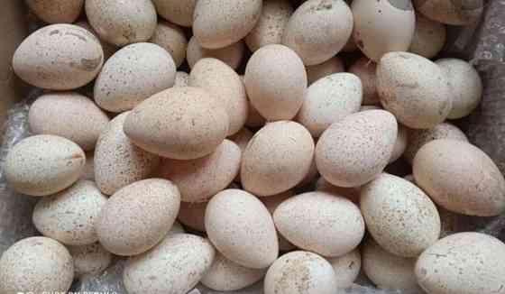 Яйца индюков домашние Талас