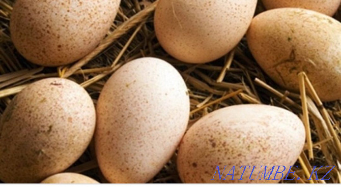 Яйца индюков домашние Талас - изображение 3