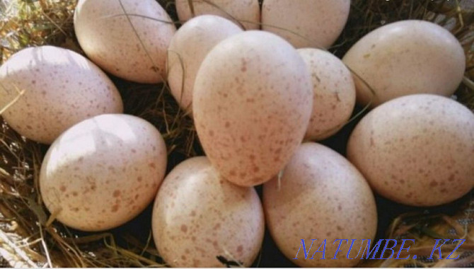 Яйца индюков домашние Талас - изображение 2