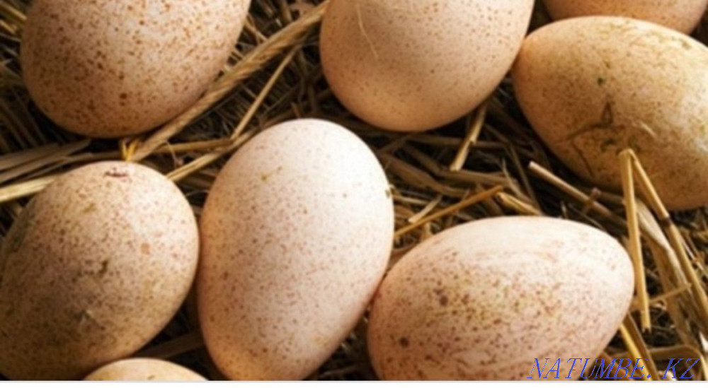 Яйца индюков домашние Талас - изображение 3