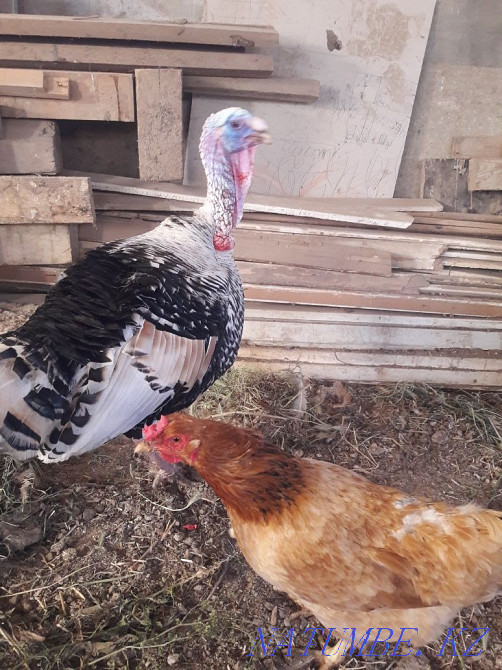 young turkey for sale Aqtau - photo 4