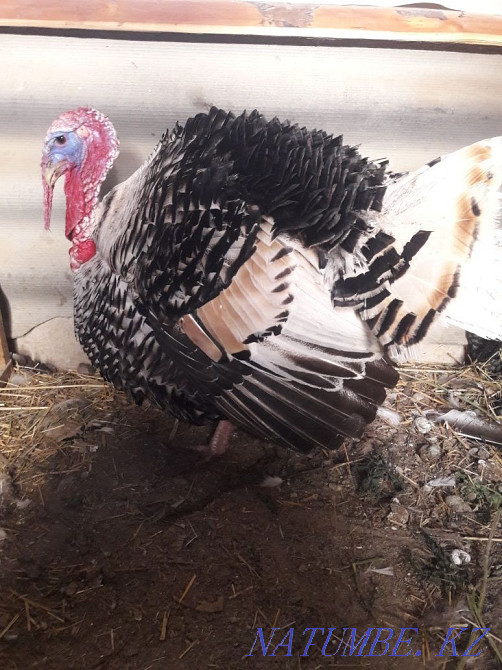 young turkey for sale Aqtau - photo 1