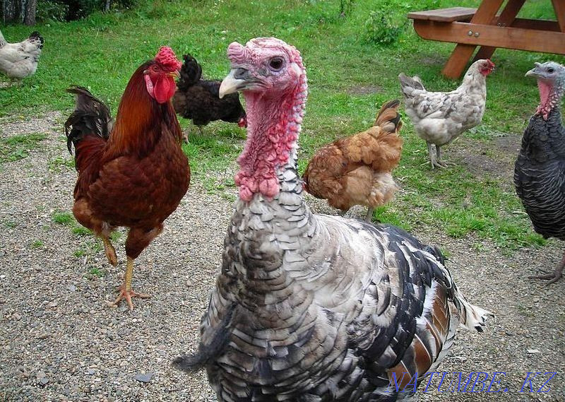 Продам петухов, куриц и индюков Алгабас - изображение 1