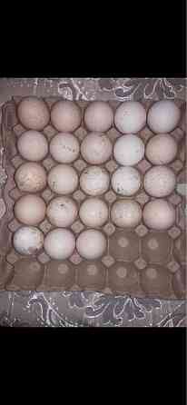 Яйца индюков Каргалы
