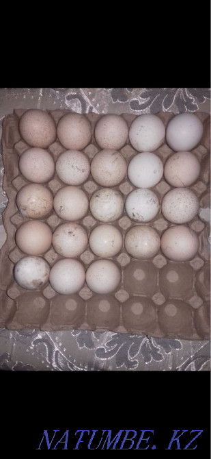 Яйца индюков Каргалы - изображение 1
