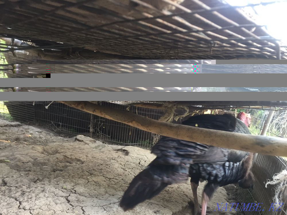 Индюк индюкк продается Шымкент - изображение 1