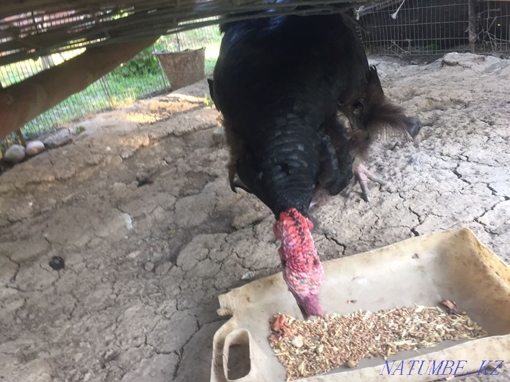 Индюк индюкк продается Шымкент - изображение 2